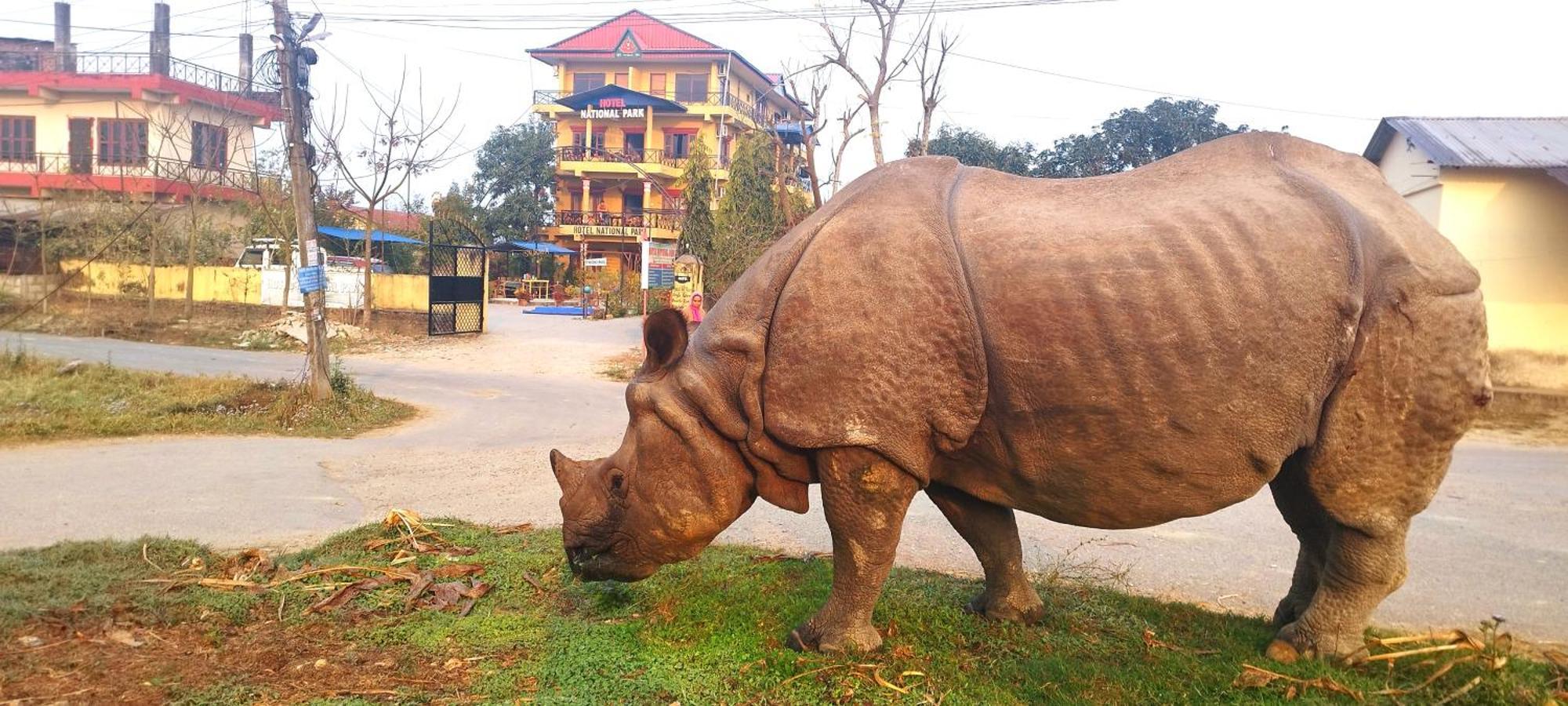 Hotel National Park Sauraha- Homely Stay And Peaceful Location With Jungle Safari Arrangements Eksteriør billede